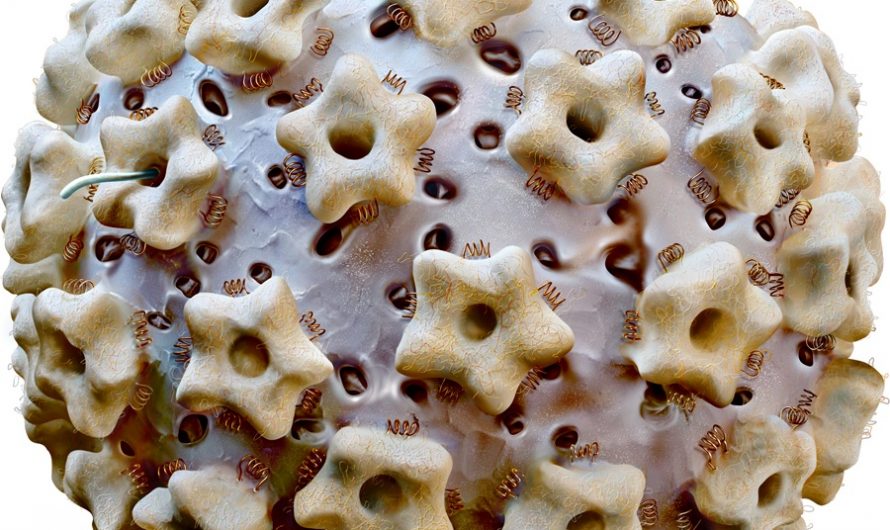 فيروس الورم الحليمي البشري (Human Papillomavirus)